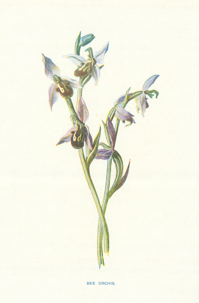 Bee Orchis. Wild Flowers by Frederick Edward Hulme c1895 old antique print